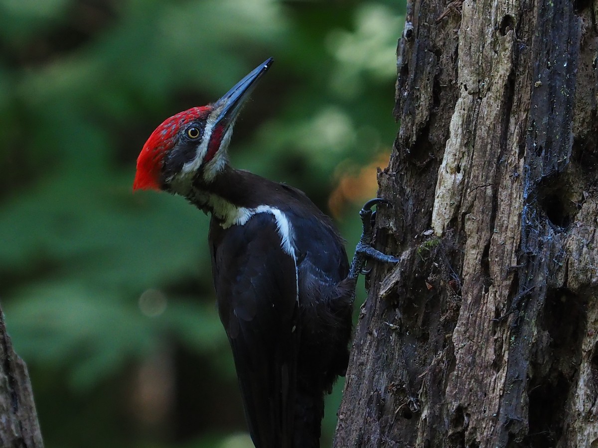 Pileated Woodpecker - ML253508051