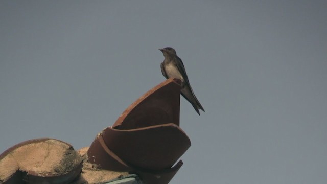 キューバムラサキツバメ - ML253508211