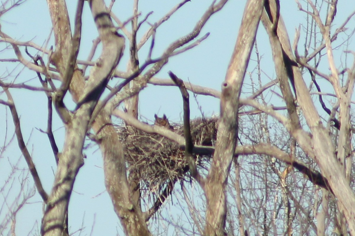 Great Horned Owl - ML25350861