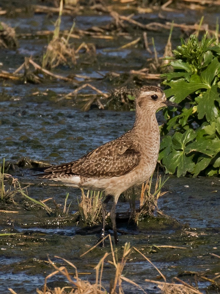 American Golden-Plover - Edward Plumer