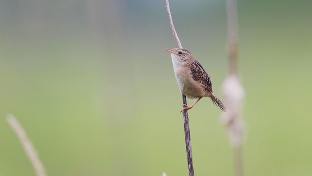 Sedge Wren - ML253508991