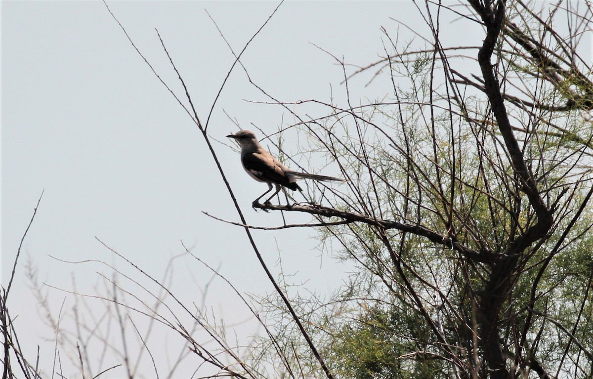 Northern Mockingbird - ML253509841