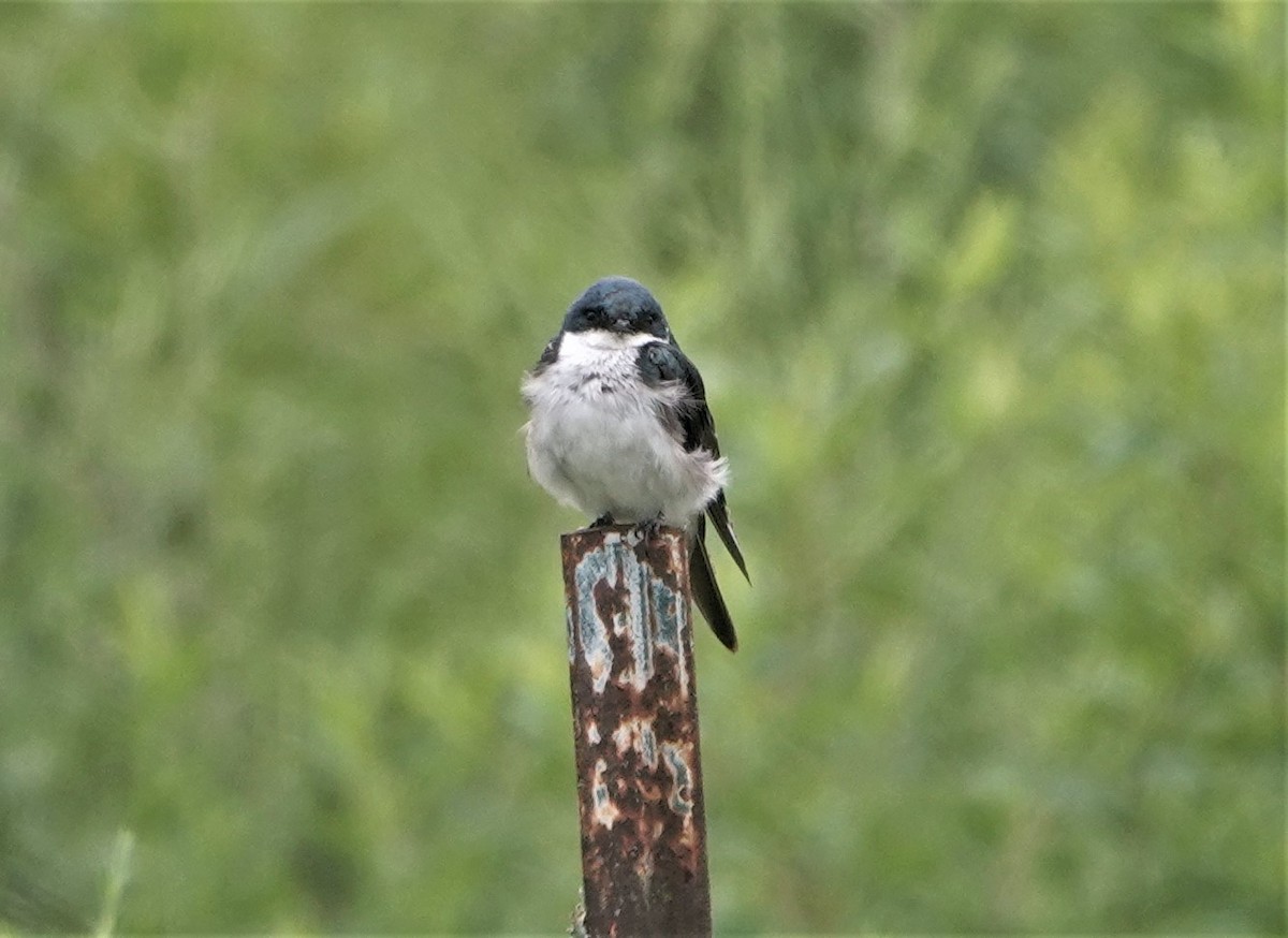 Golondrina Bicolor - ML253510791