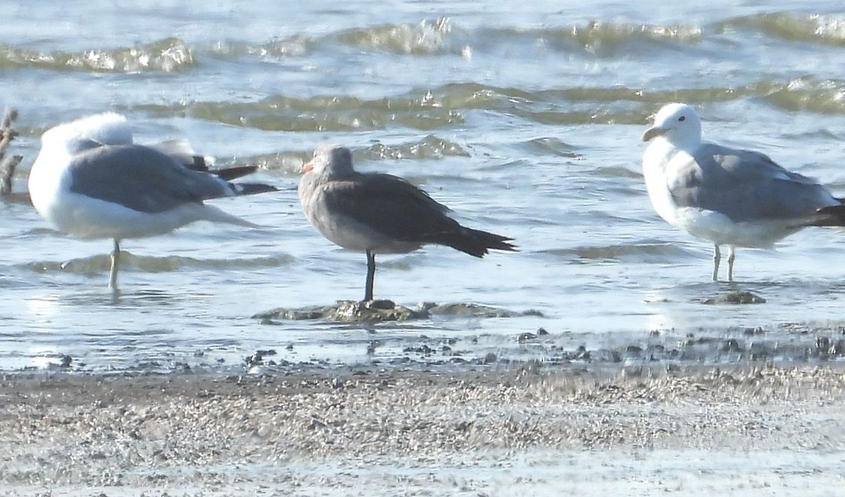 Heermann's Gull - Greg Cross