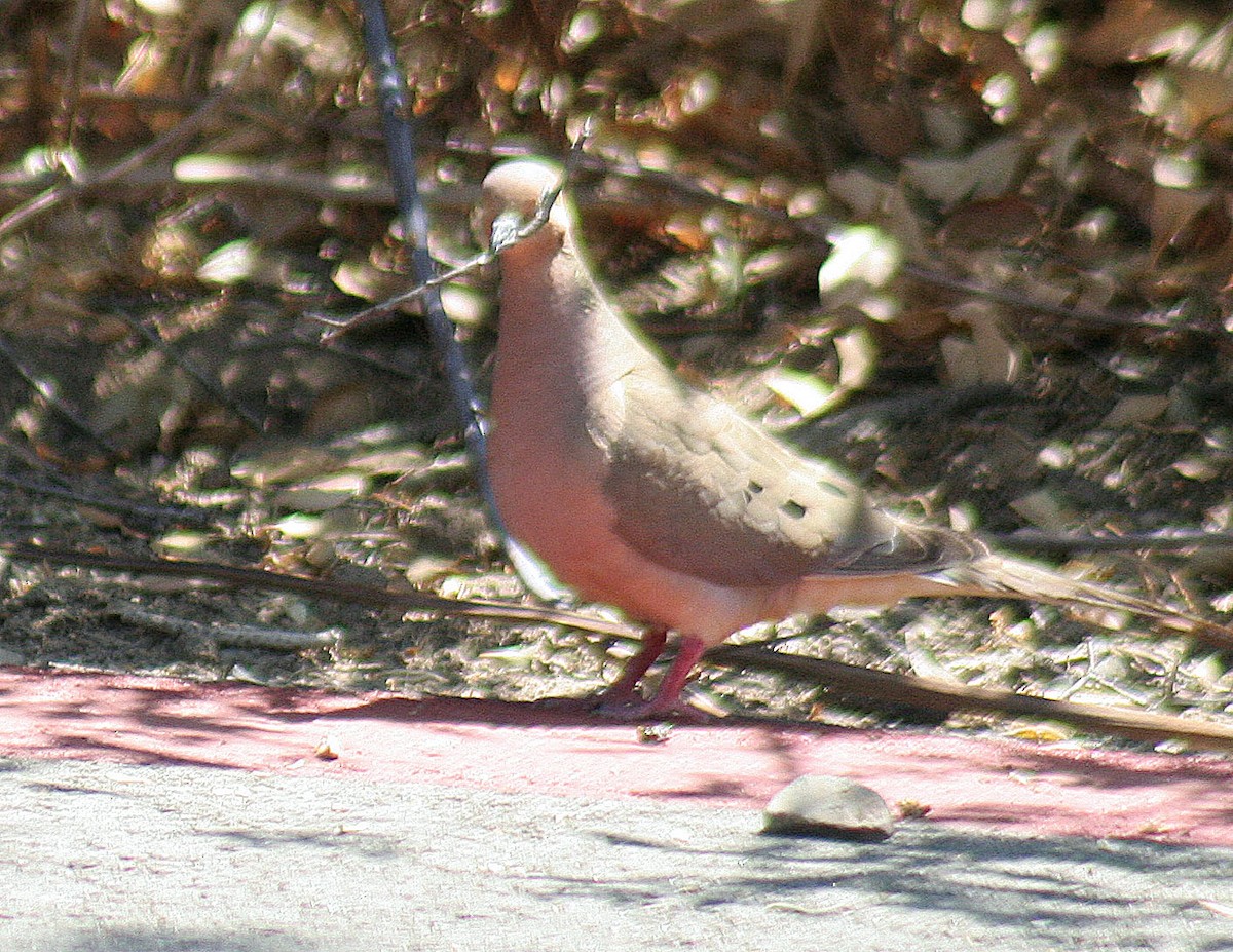 Mourning Dove - john fitch