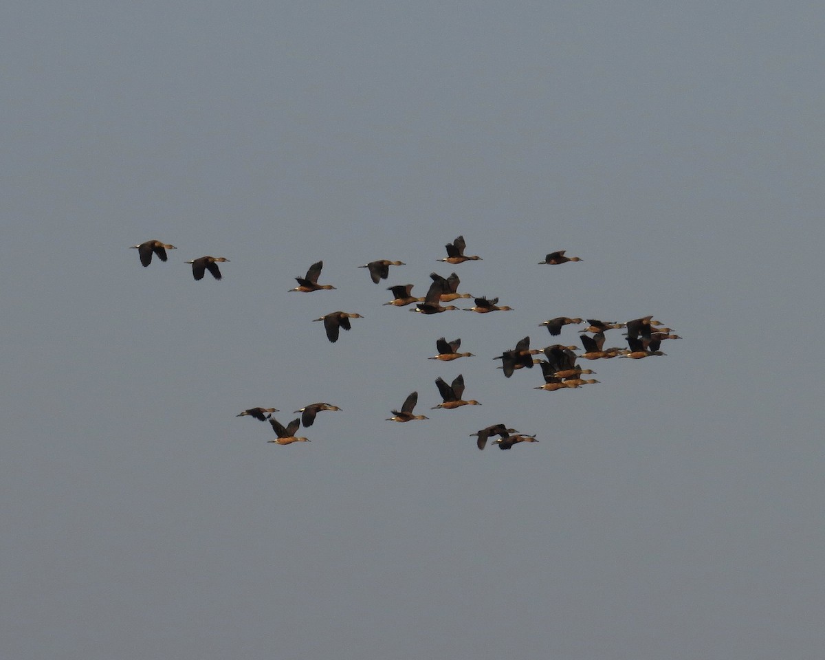 Fulvous Whistling-Duck - ML253513861