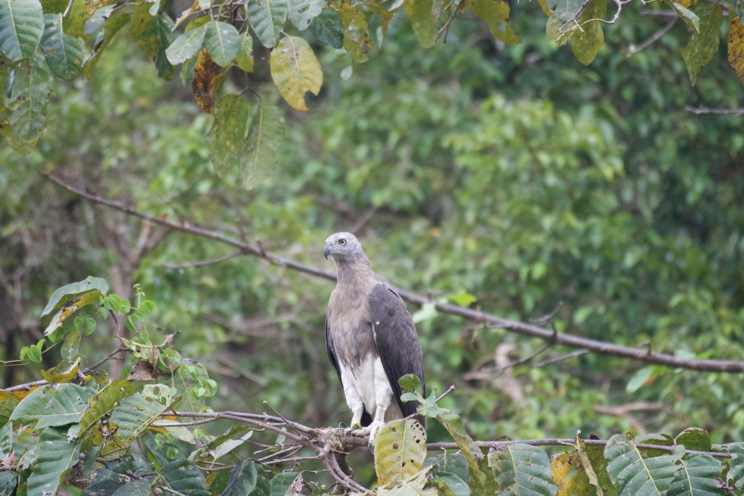 Gray-headed Fish-Eagle - Johan Bergkvist