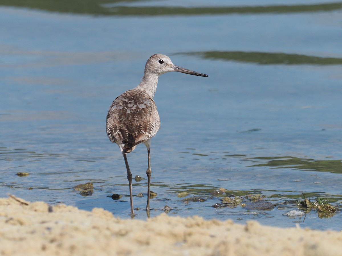 Willet (Western) - ML253515321