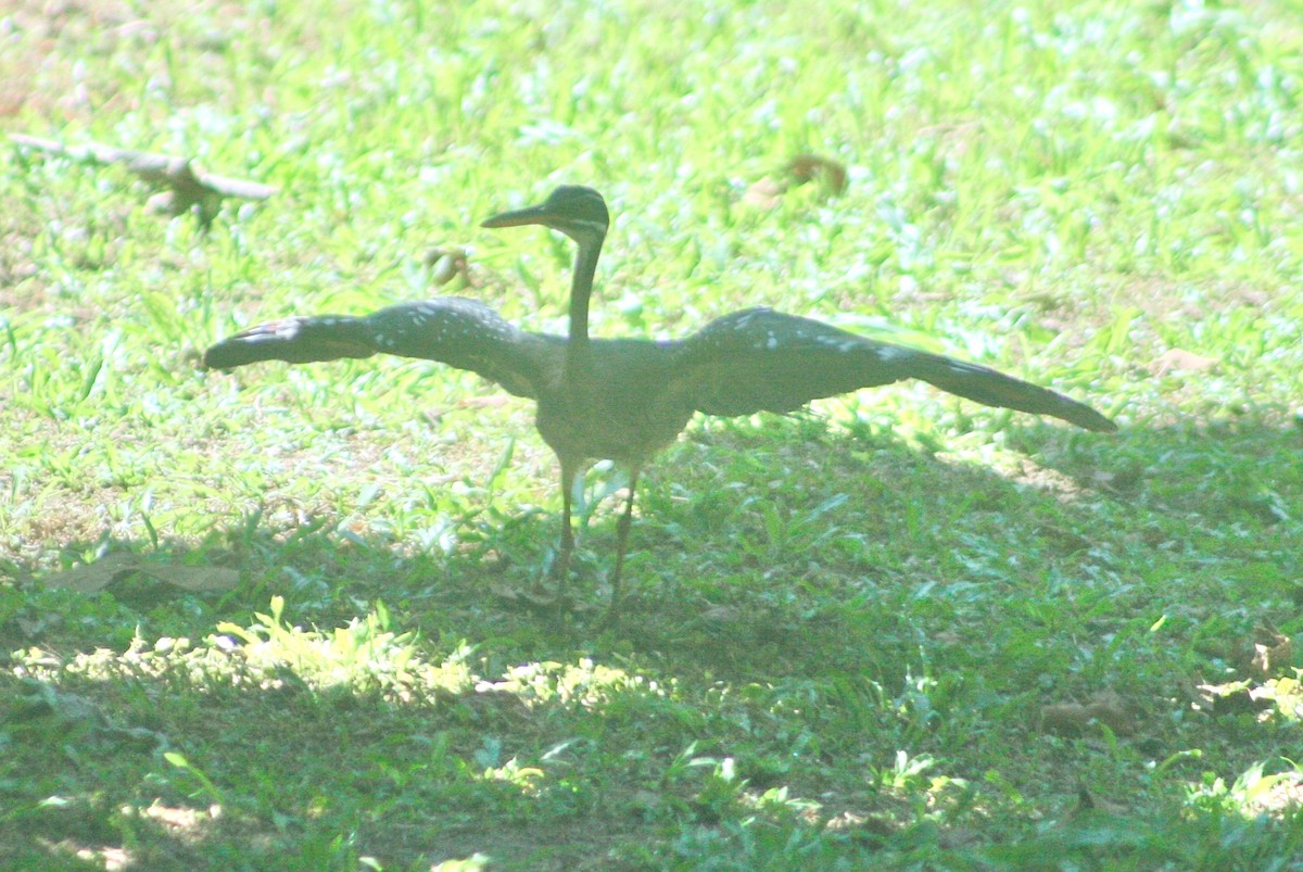 Sunbittern - ML253515861