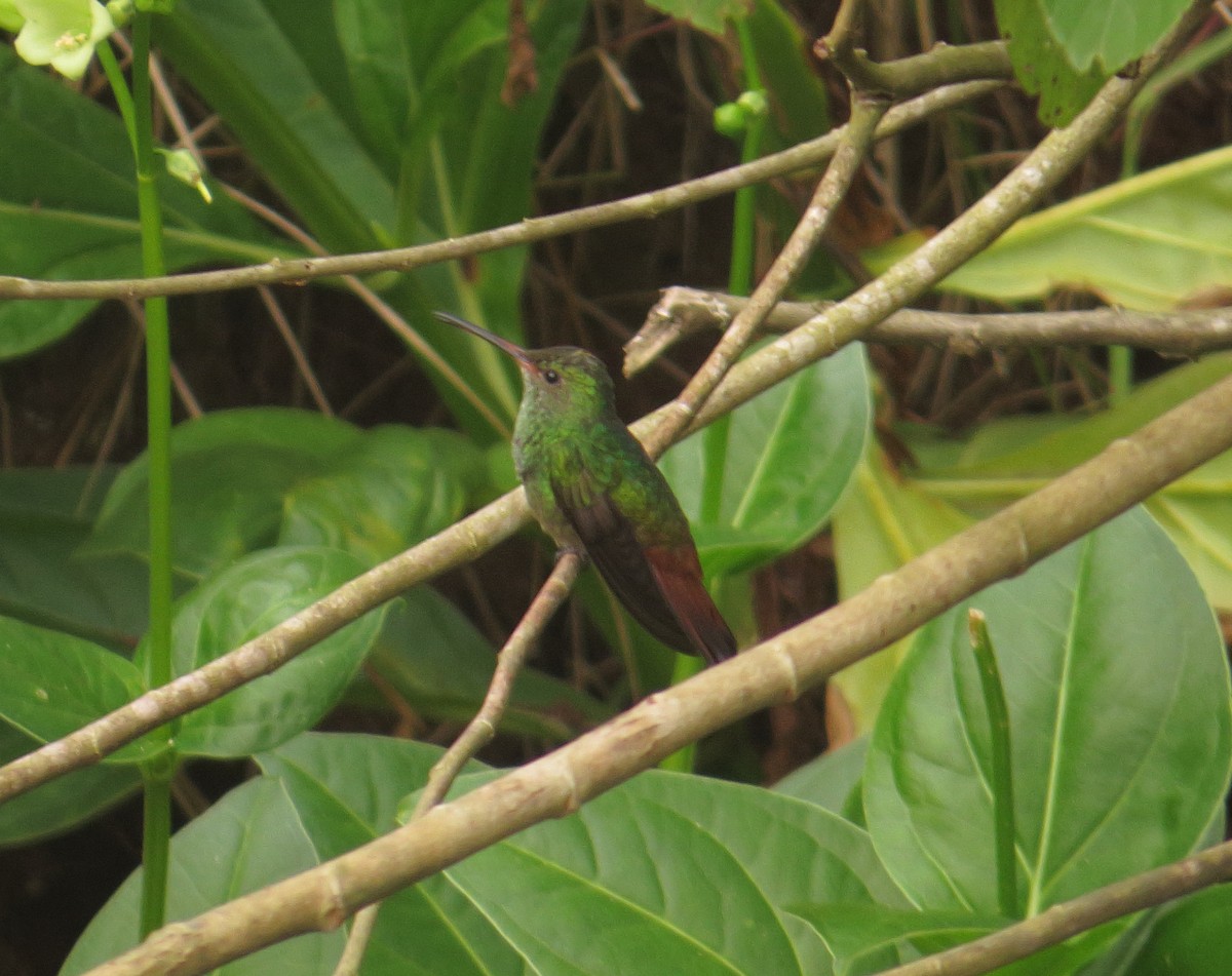 Rufous-tailed Hummingbird - Alberto Lobato (El Chivizcoyo)