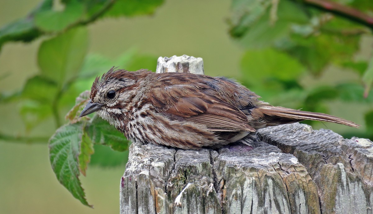 Song Sparrow (heermanni Group) - ML253517841