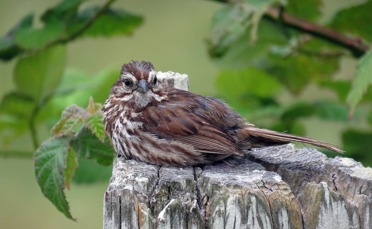 Song Sparrow (heermanni Group) - Ken Burton