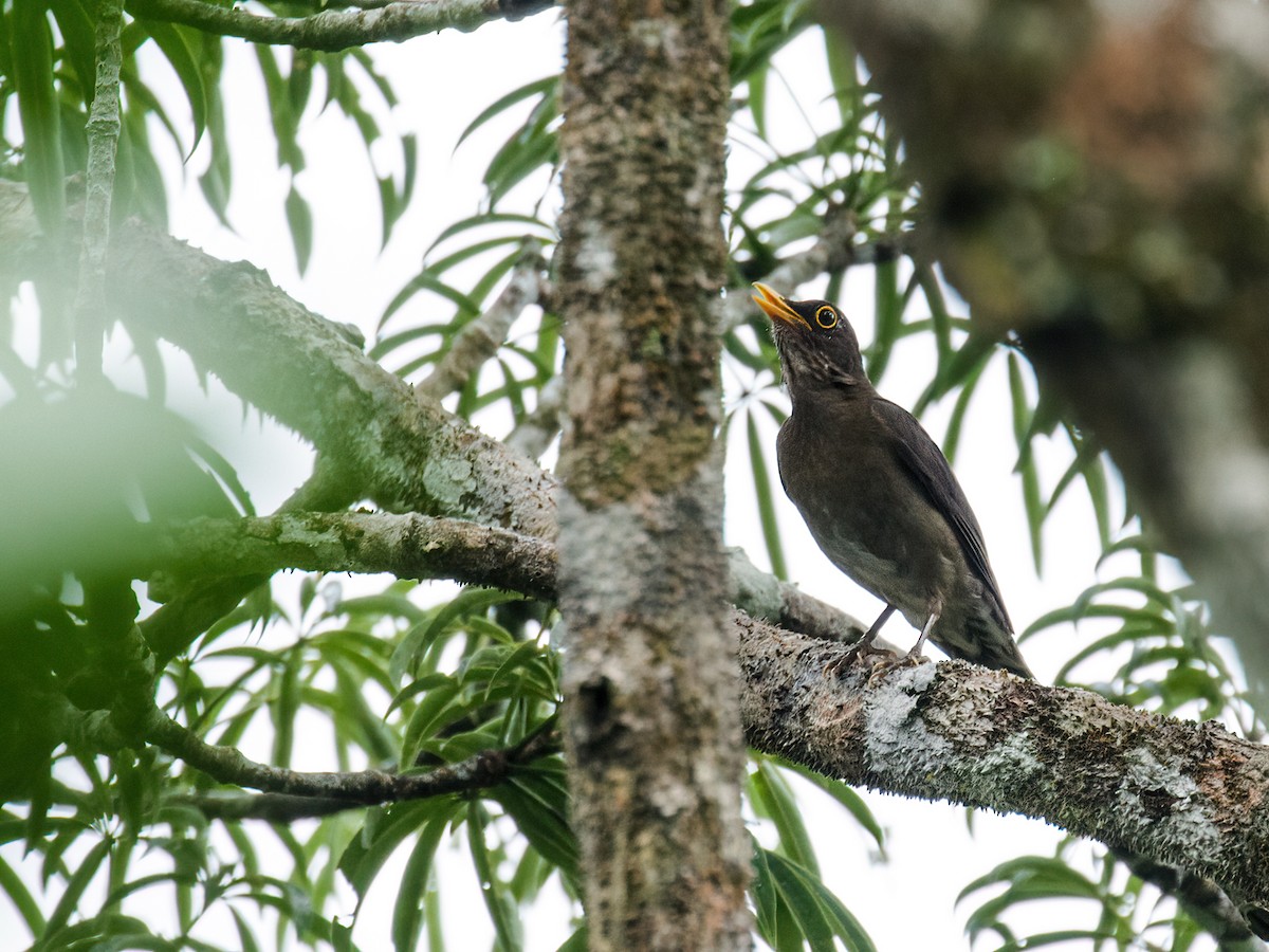 Lawrence's Thrush - Nick Athanas