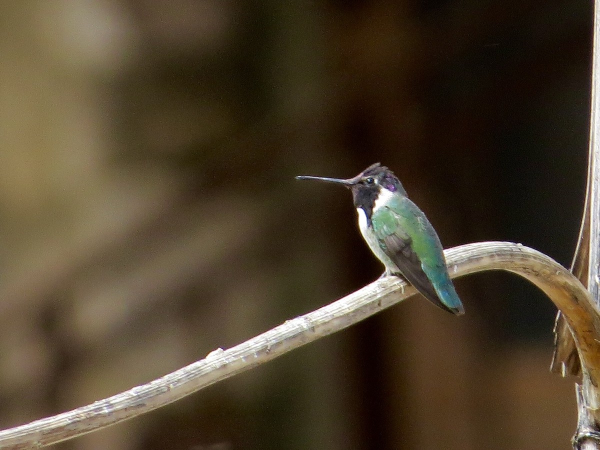 Costa's Hummingbird - ML25351961