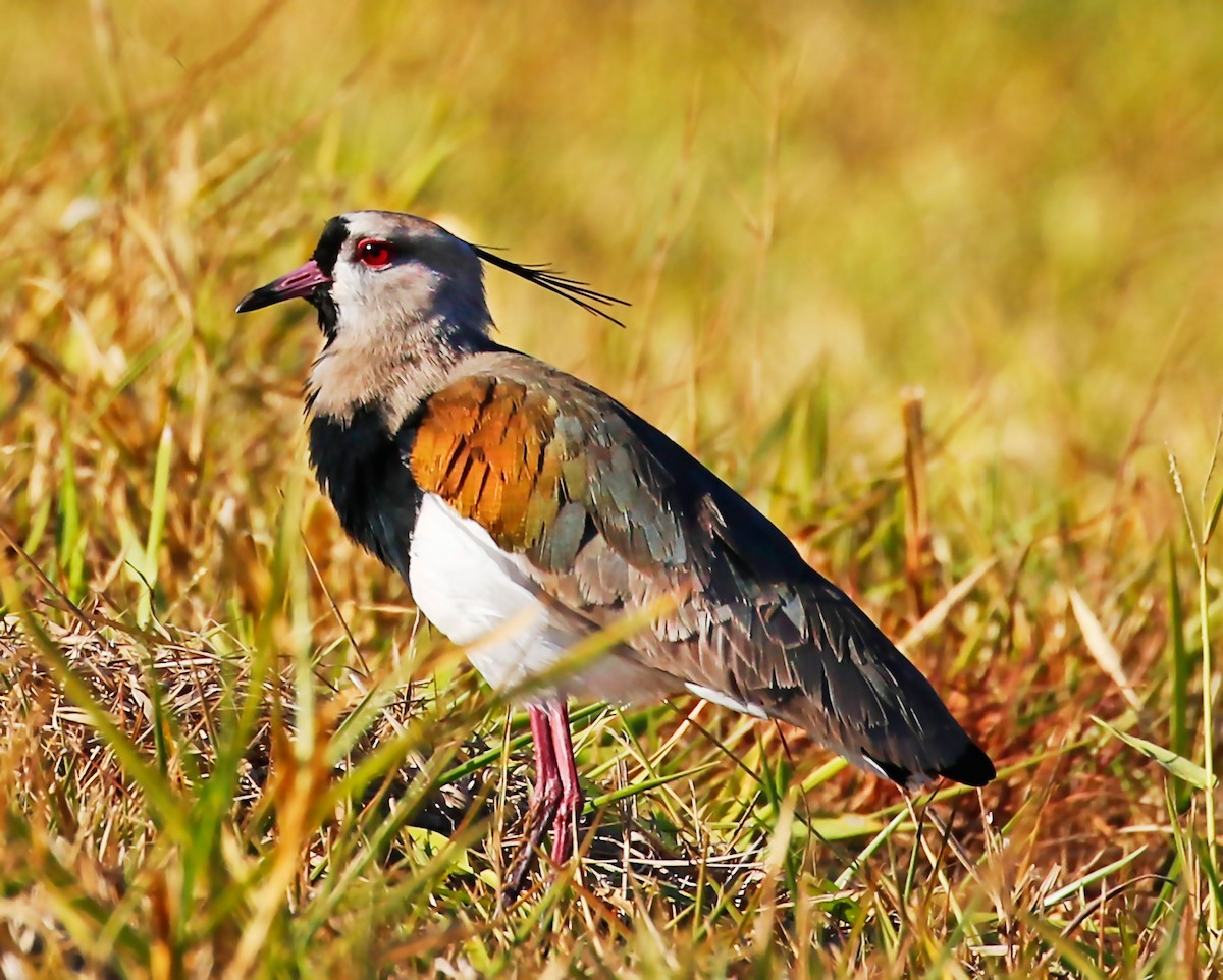 Southern Lapwing - ML253519701