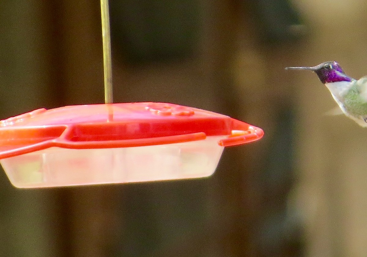 Costa's Hummingbird - ML25351991