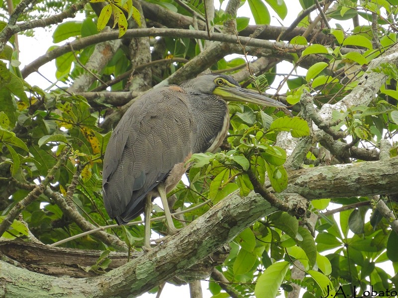 Bare-throated Tiger-Heron - ML253520371