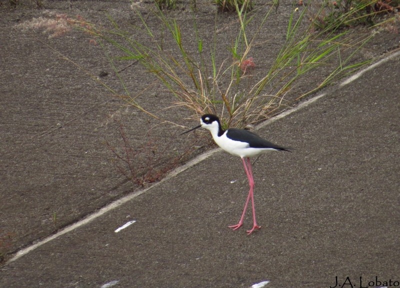 Black-necked Stilt - Alberto Lobato (El Chivizcoyo)