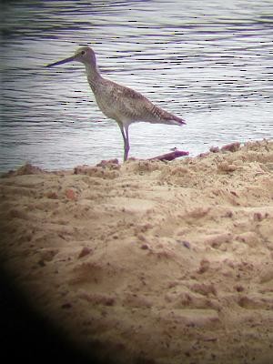 Willet (Western) - Kurt Engstrom