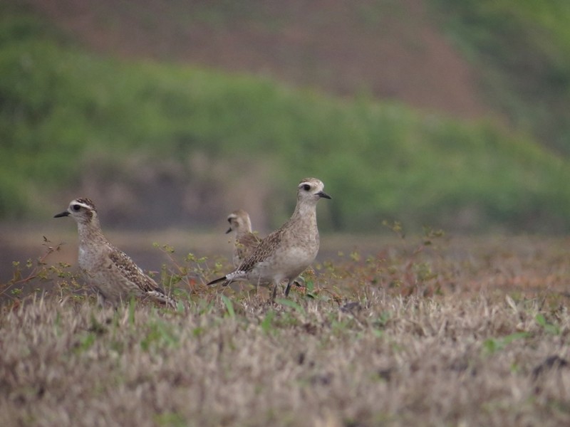 American Golden-Plover - ML253523591