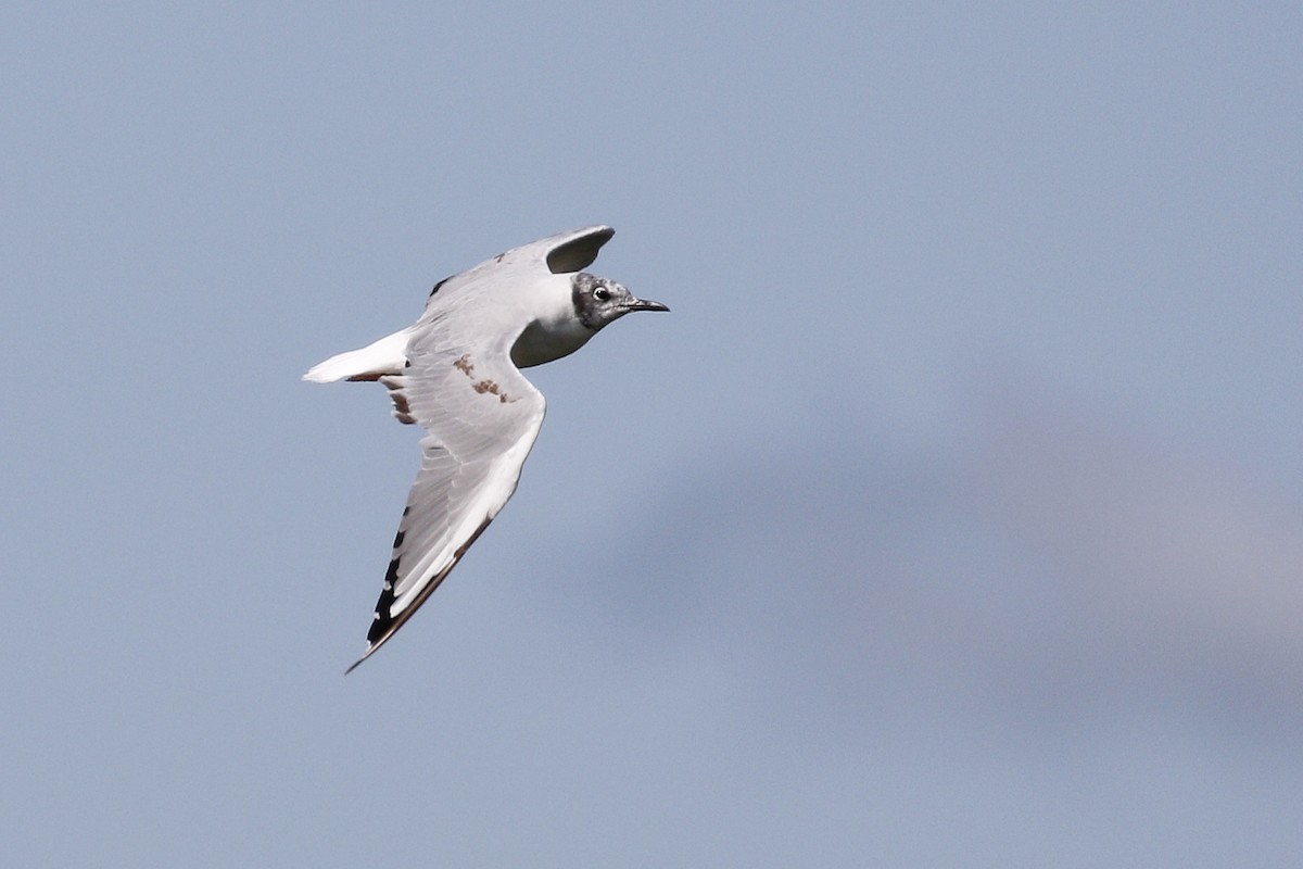 Bonaparte's Gull - Ted Keyel