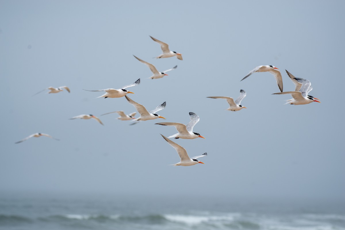 Elegant Tern - ML253527801