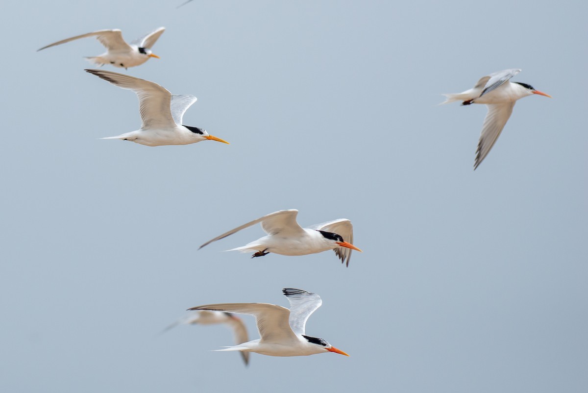 Elegant Tern - ML253527871
