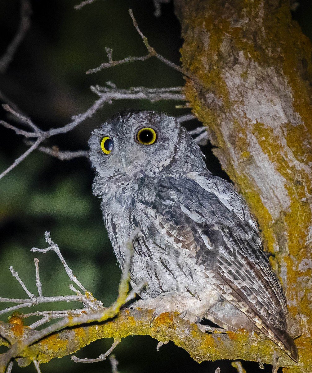Western Screech-Owl - William Richards