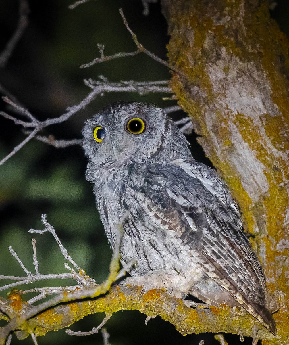 Western Screech-Owl - ML253528451