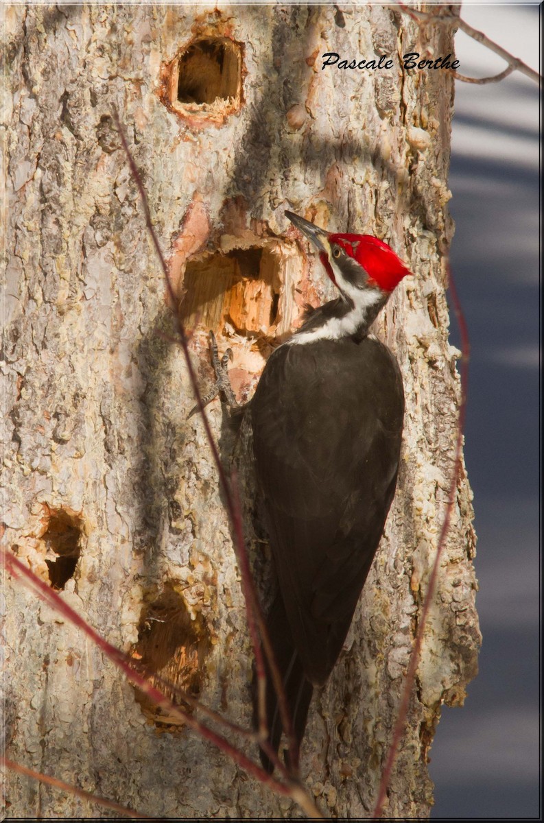 Pileated Woodpecker - Pascale Berthe