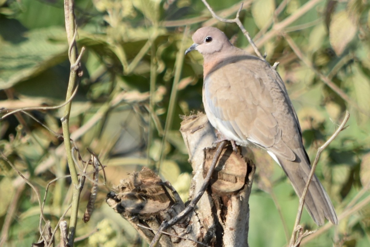 Tórtola Senegalesa - ML253529341