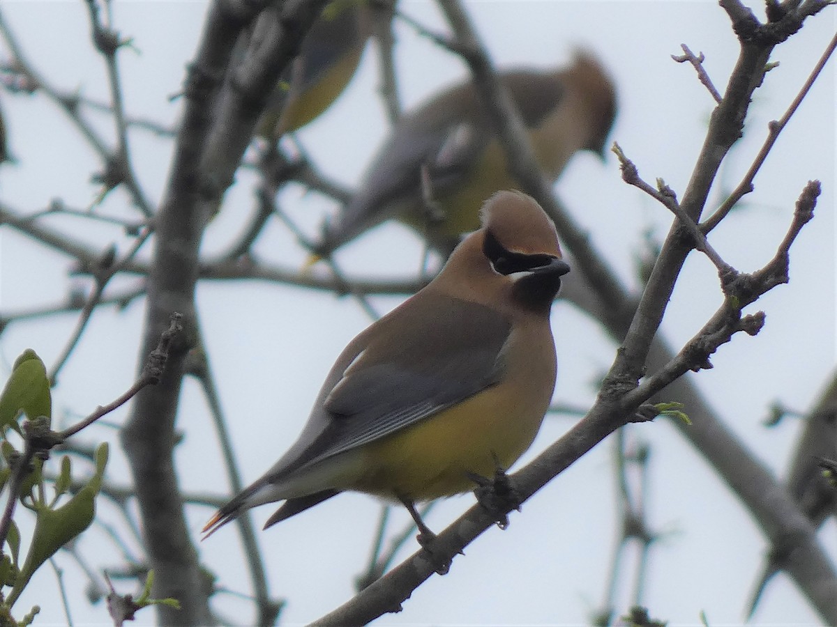 Cedar Waxwing - James Court