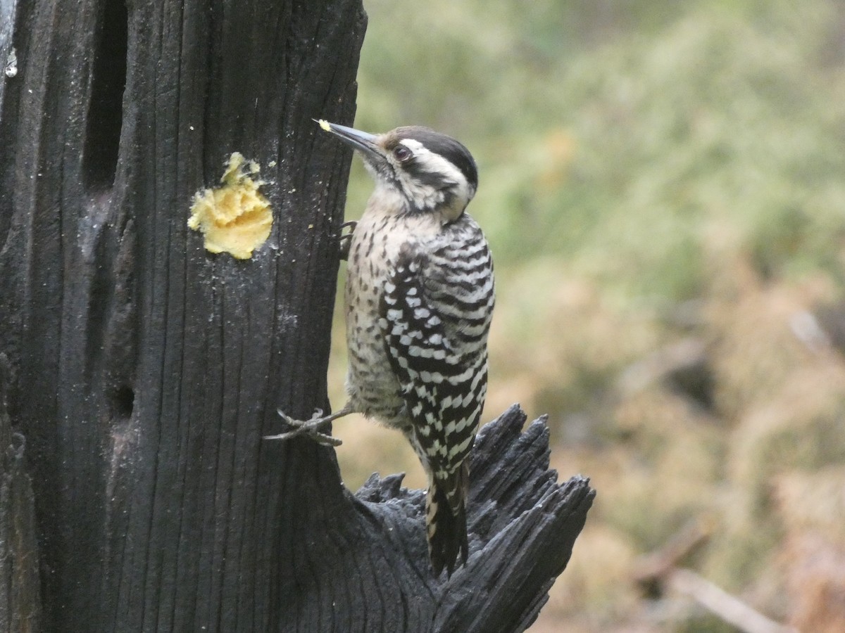 Ladder-backed Woodpecker - ML253533511