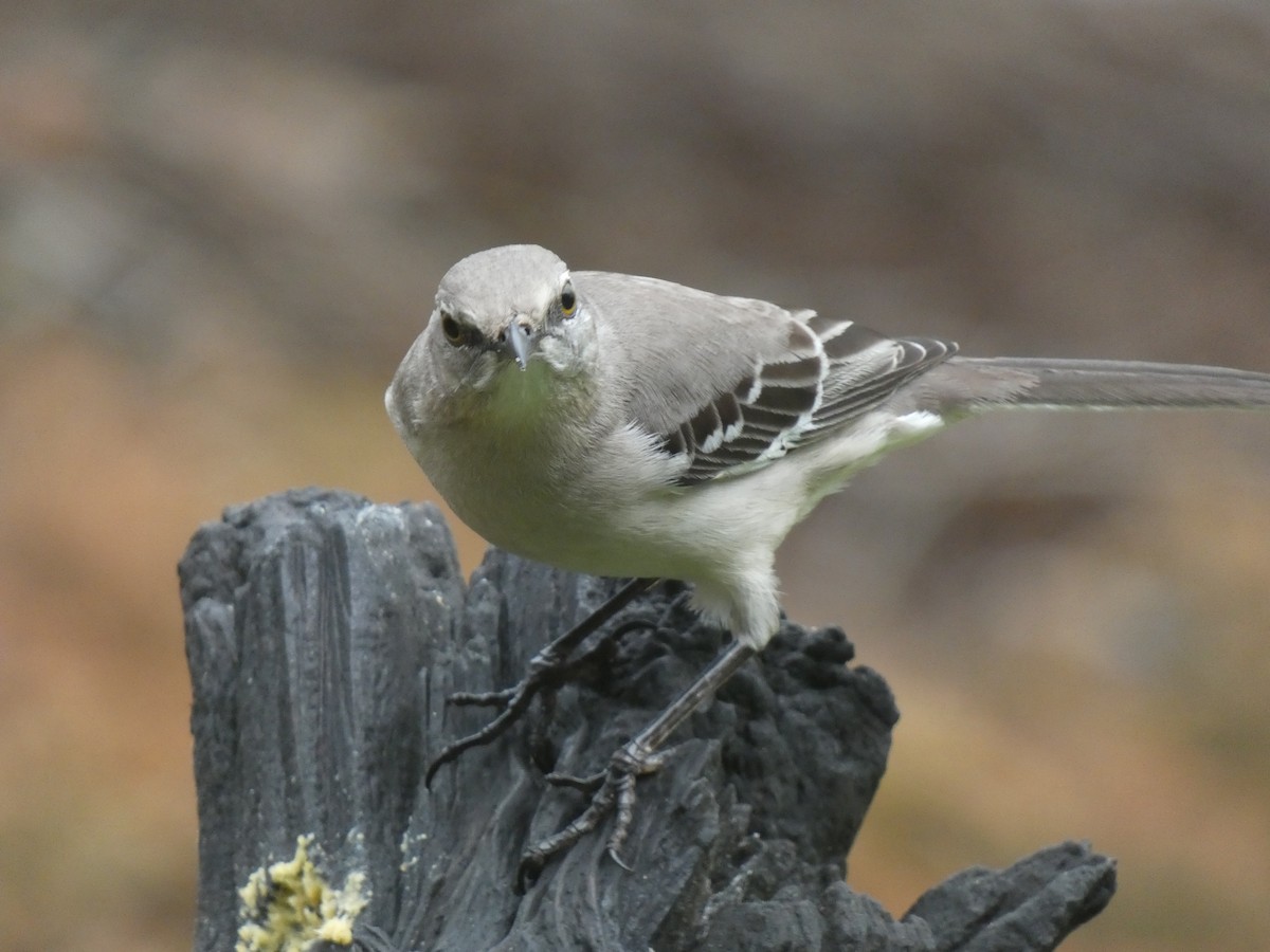 Northern Mockingbird - ML253533701