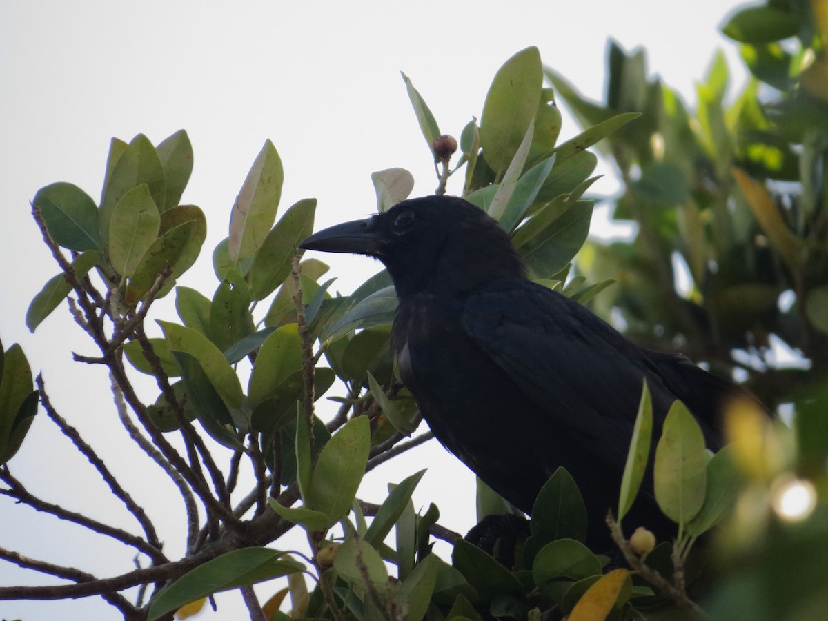 Tamaulipas Crow - ML253533831