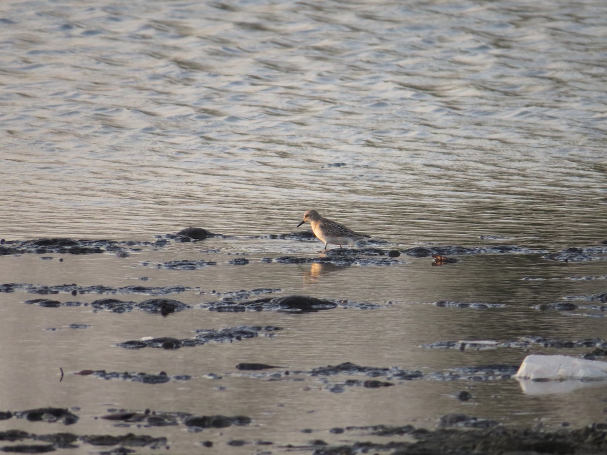 Semipalmated Sandpiper - ML253533881