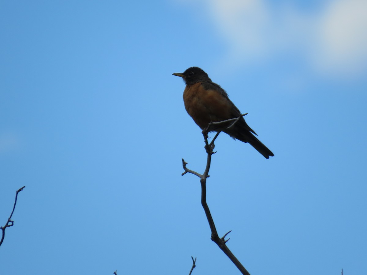 American Robin - Brian Hofstetter