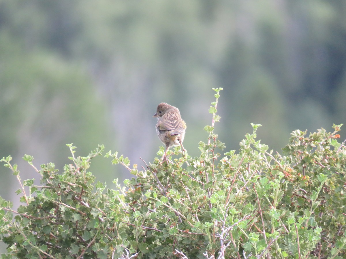 Green-tailed Towhee - Brian Hofstetter