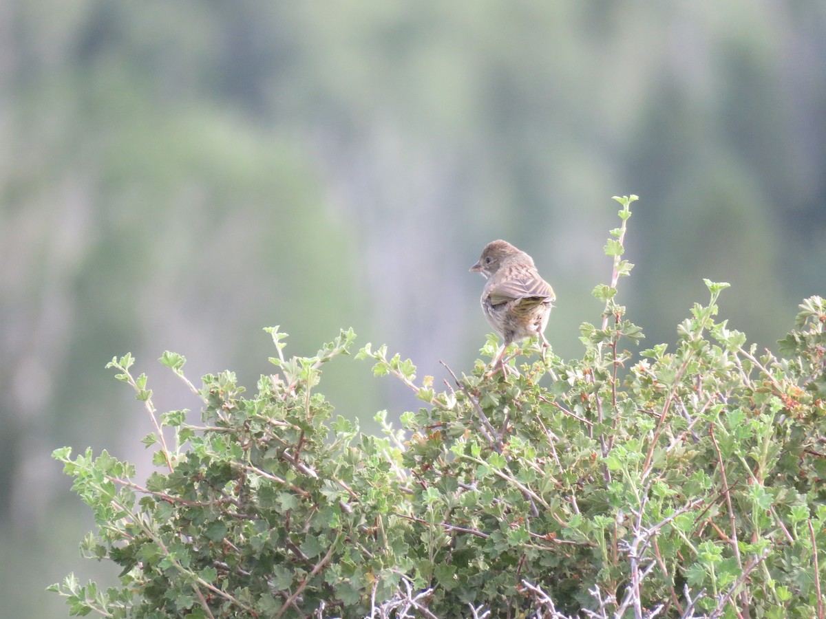 Green-tailed Towhee - Brian Hofstetter