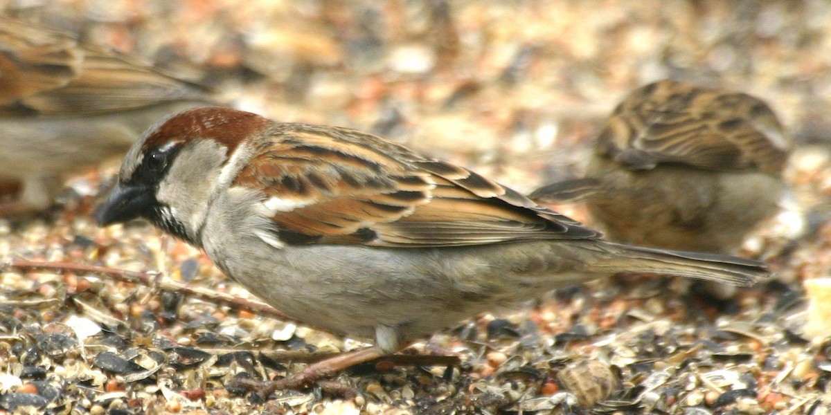 House Sparrow - ML25353941