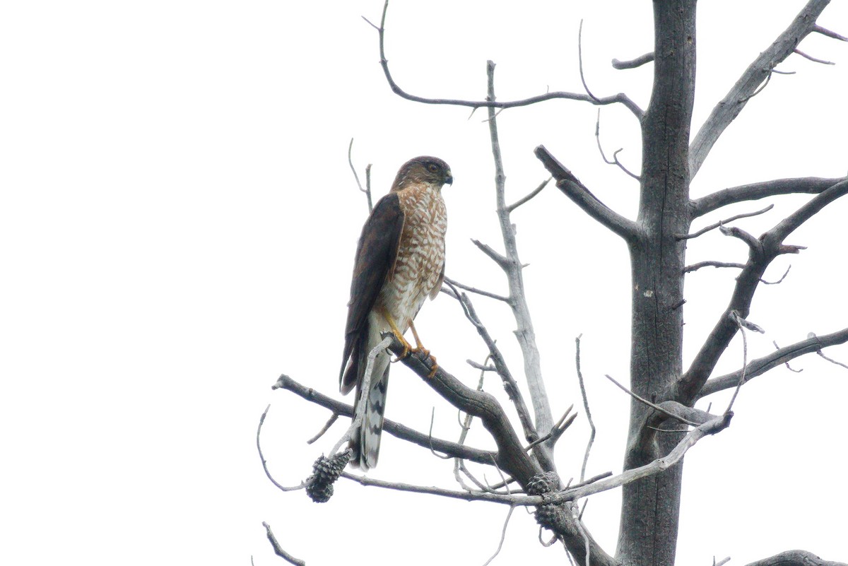 Cooper's Hawk - ML253540301