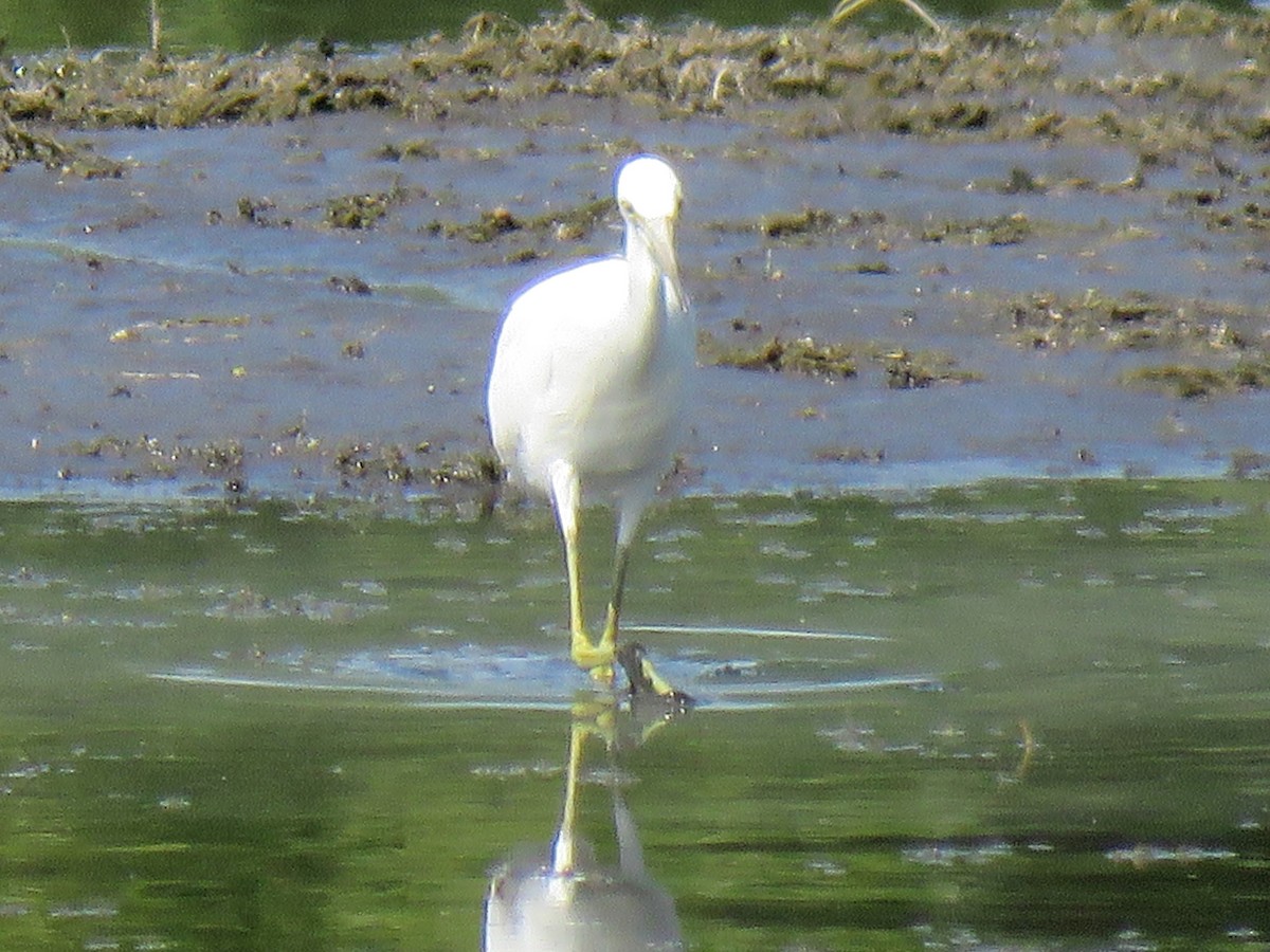 Little Blue Heron - Val Landwehr