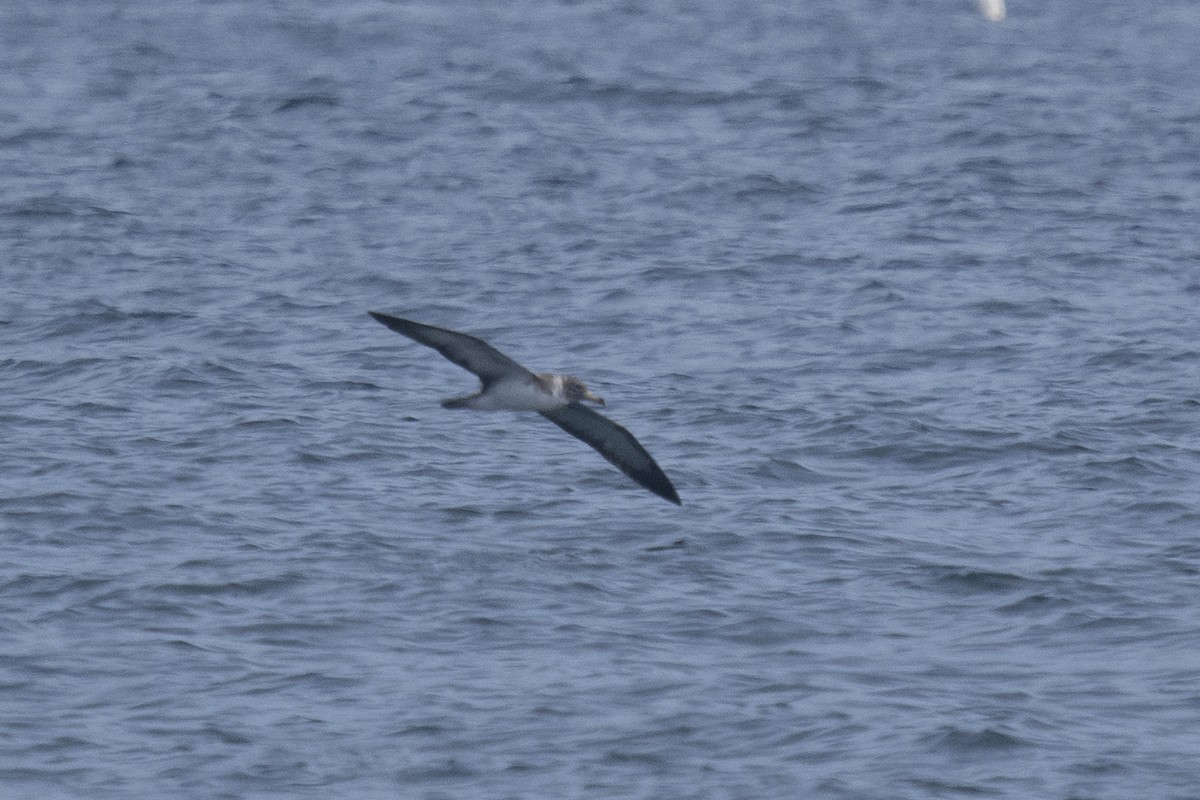 Cory's Shearwater - ML253543111