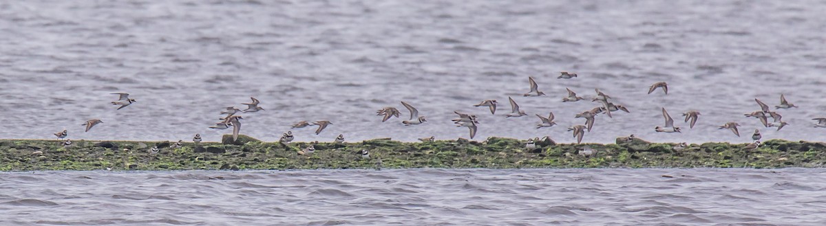 Semipalmated Plover - ML253543301
