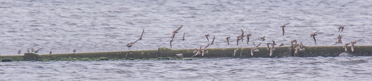Semipalmated Plover - ML253543311