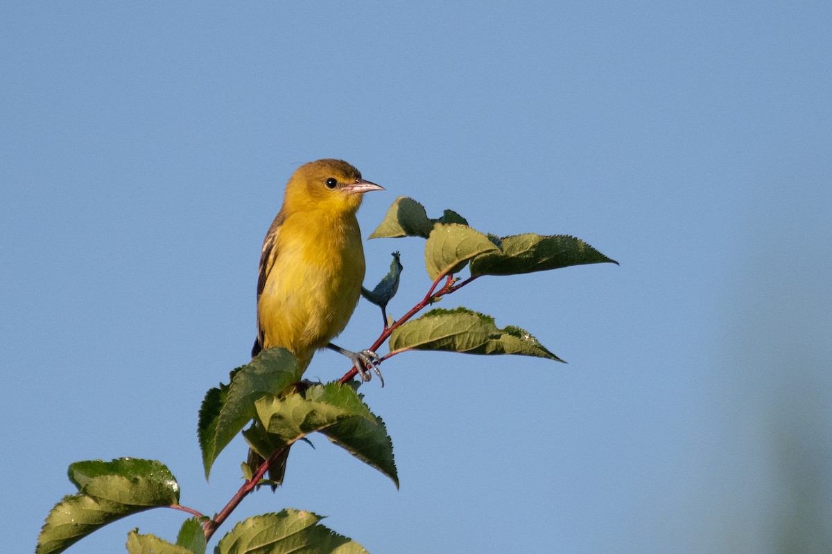 Orchard Oriole - ML253543901