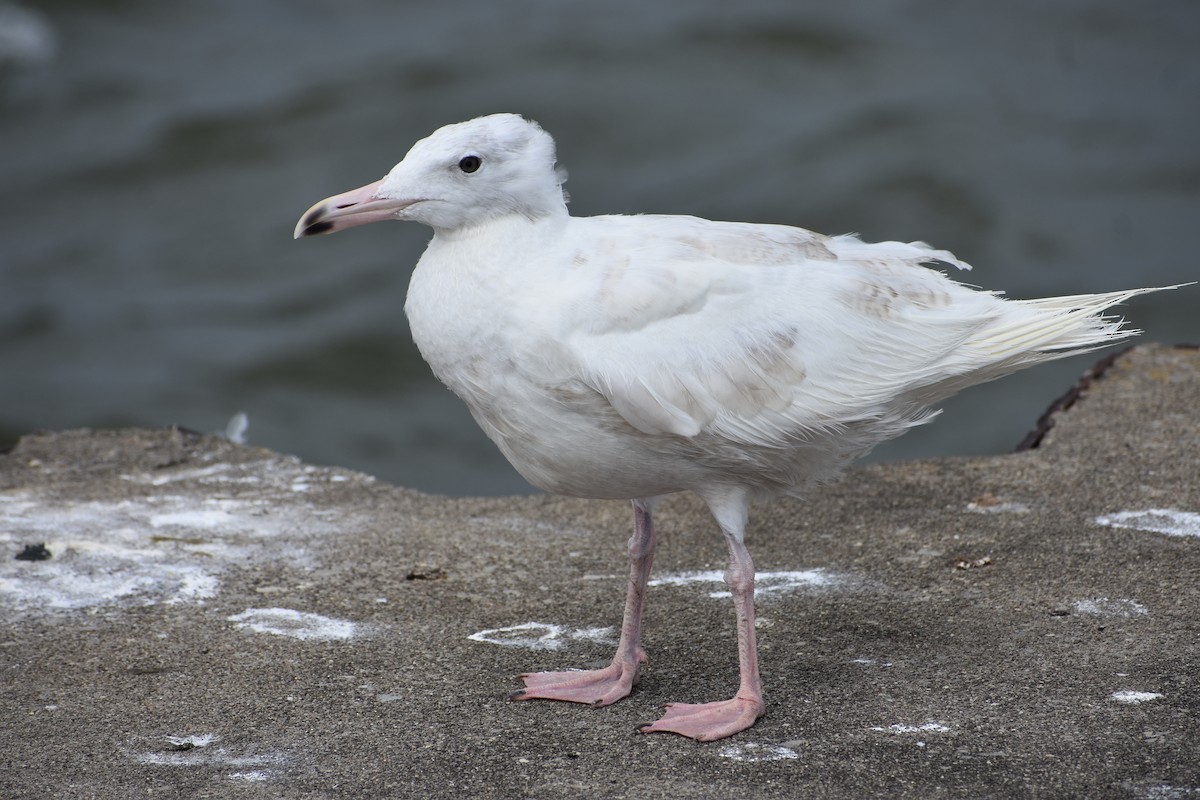 Glaucous Gull - Jules Wagner