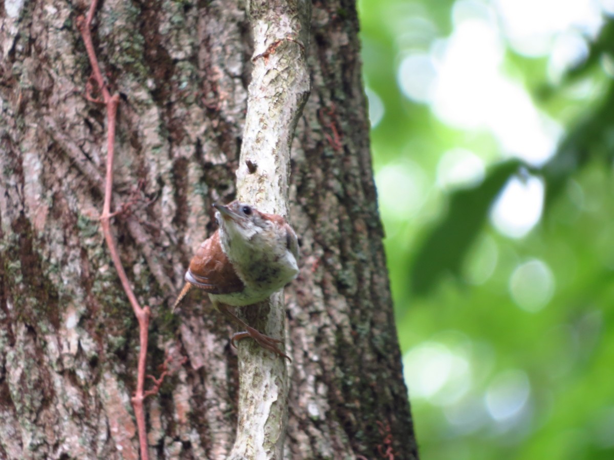 Carolina Wren - ML253546521