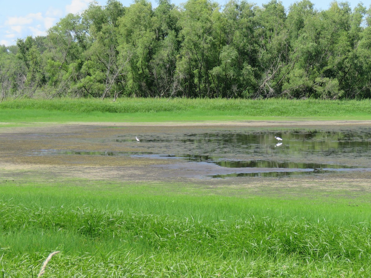 Little Blue Heron - ML253546811