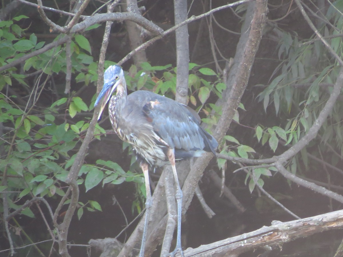 Garza Azulada - ML253548111